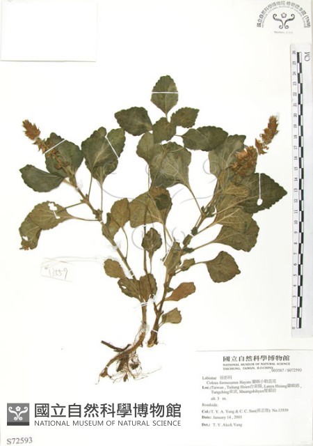 蘭嶼小鞘蕊花藏品圖，第1張
