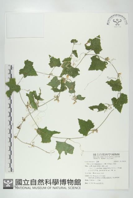 天花藏品圖，第1張