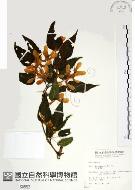 尖葉槭藏品圖，第1張