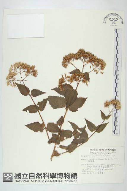 腺葉澤蘭藏品圖，第1張