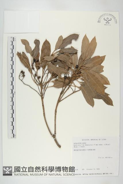 耿氏虎皮楠藏品圖，第1張