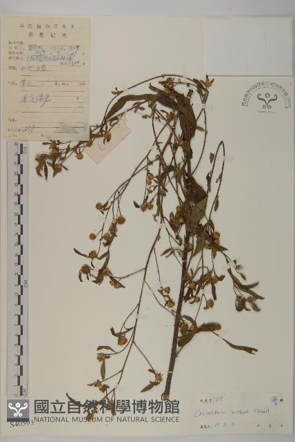 細川氏天名精藏品圖，第1張