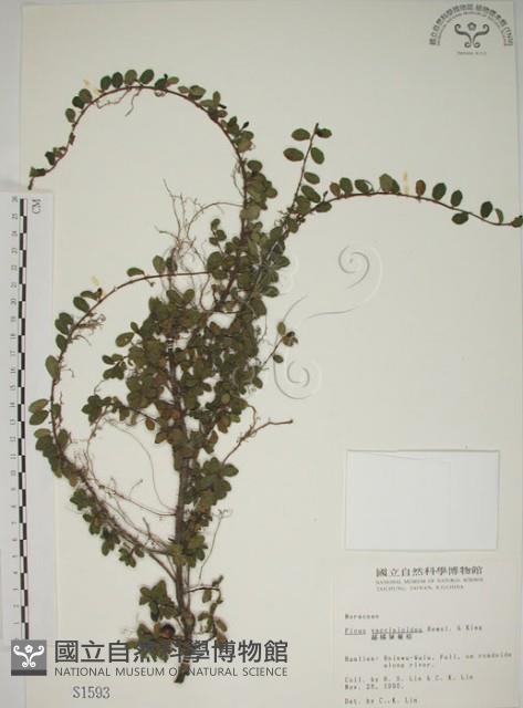 越橘葉蔓榕藏品圖，第1張