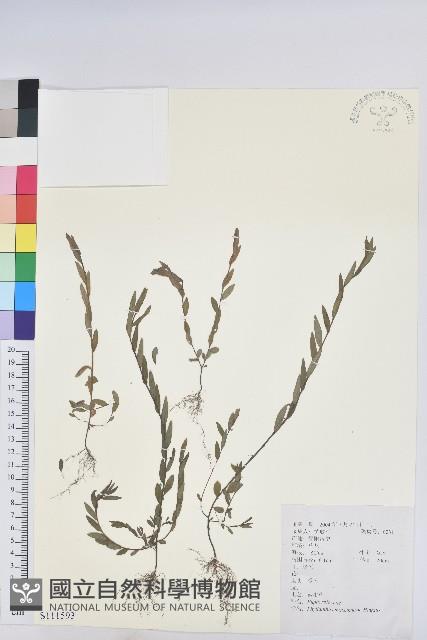 蜜柑草藏品圖，第1張