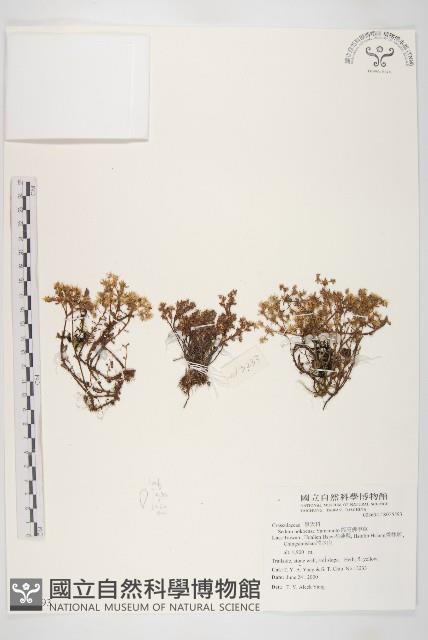 能高佛甲草藏品圖，第1張