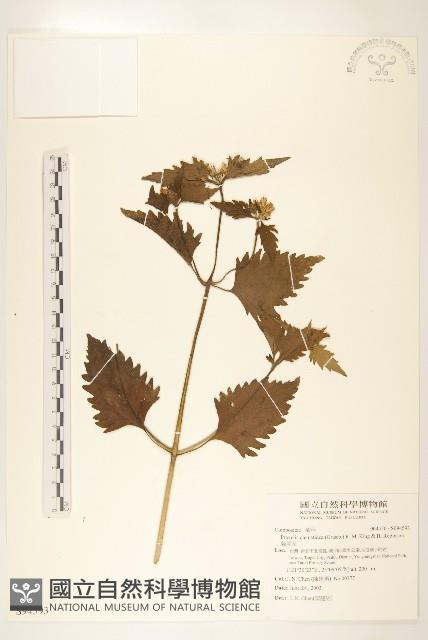 貓腥草藏品圖，第1張
