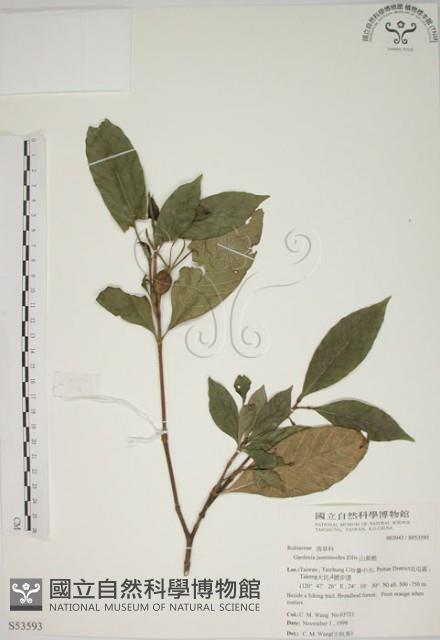 山黃梔藏品圖，第1張