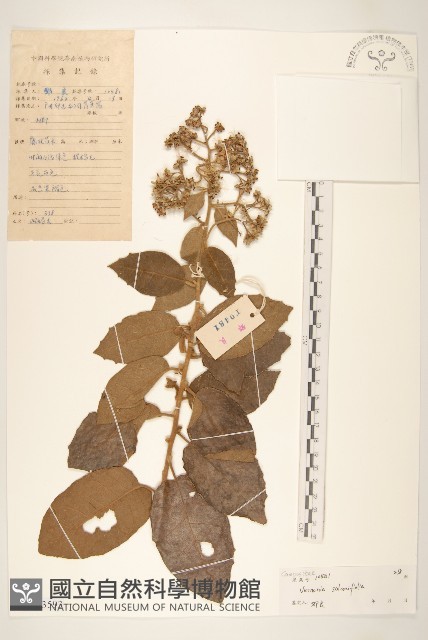 茄葉斑鳩菊藏品圖，第1張