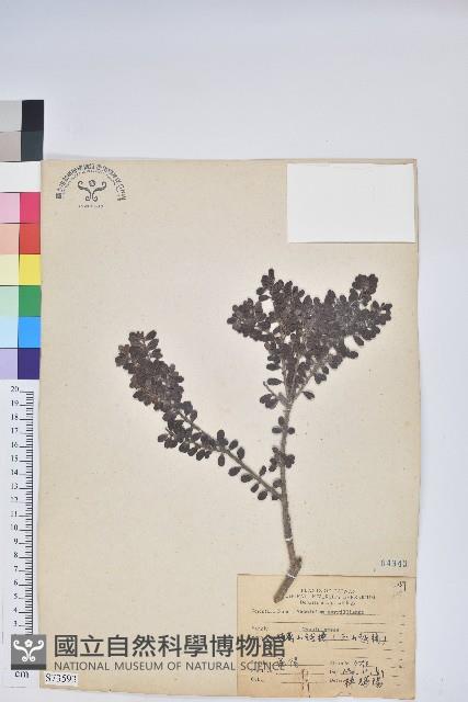 高山越橘藏品圖，第1張