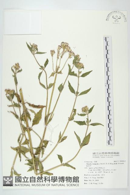 貓腥草藏品圖，第1張