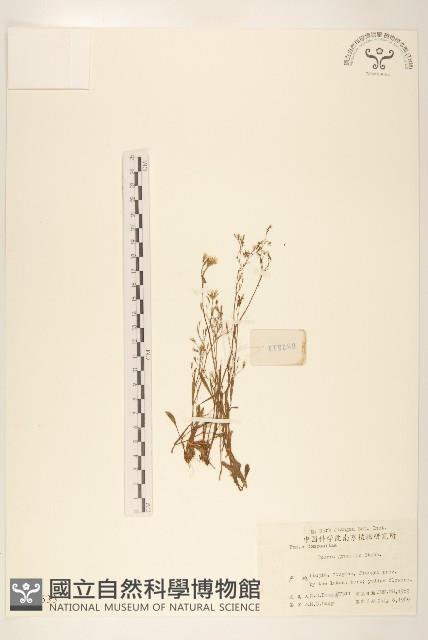 細葉苦實藏品圖，第1張