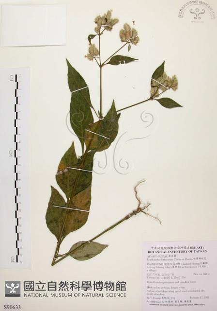 臺灣鱗球花藏品圖，第1張