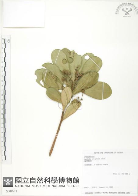 蘭嶼樹杞、蘭嶼紫金牛藏品圖，第1張