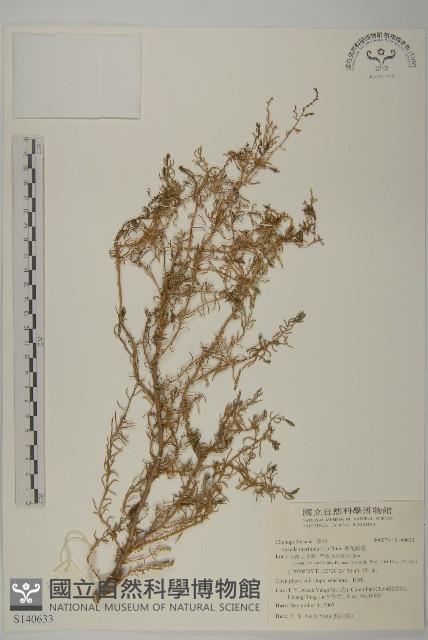 裸花鹼蓬藏品圖，第1張