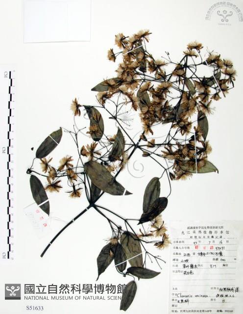 柱果鐵線蓮藏品圖，第1張