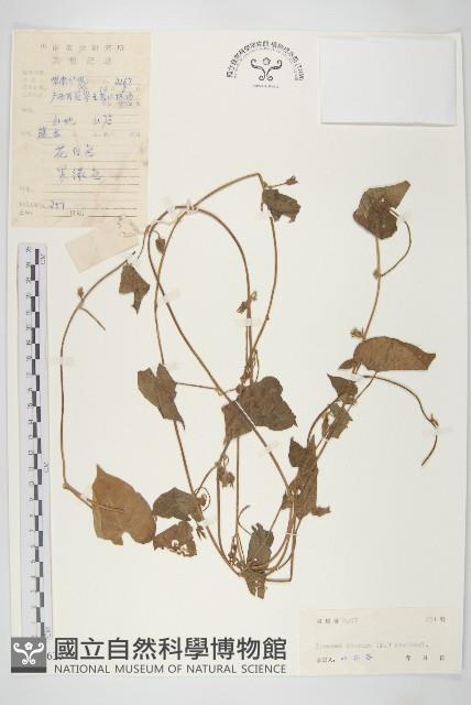 野牽牛藏品圖，第1張