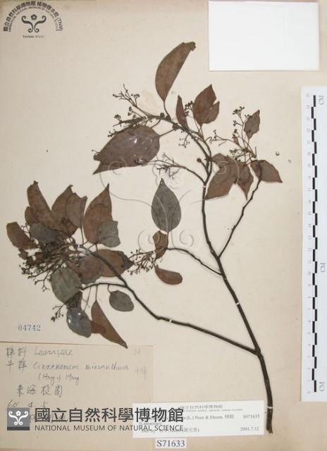 樟樹藏品圖，第1張