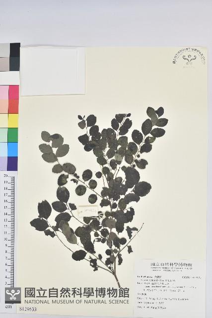 紅仔珠藏品圖，第1張