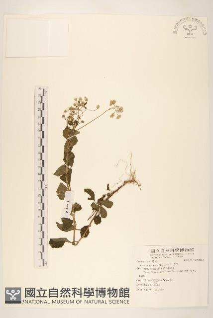 一枝香藏品圖，第1張