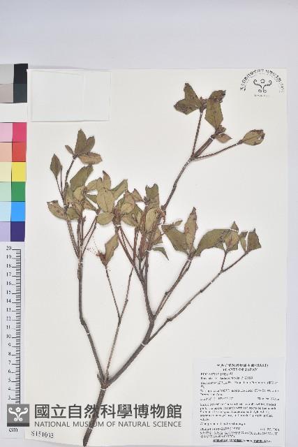 大武杜鵑藏品圖，第1張