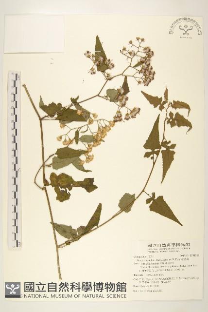 蔓黃菀藏品圖，第1張