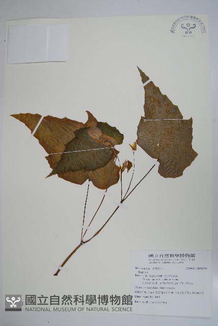 登錄號:S109033藏品圖，第1張