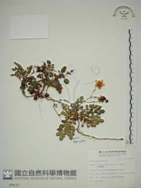 臺灣莓藏品圖，第1張