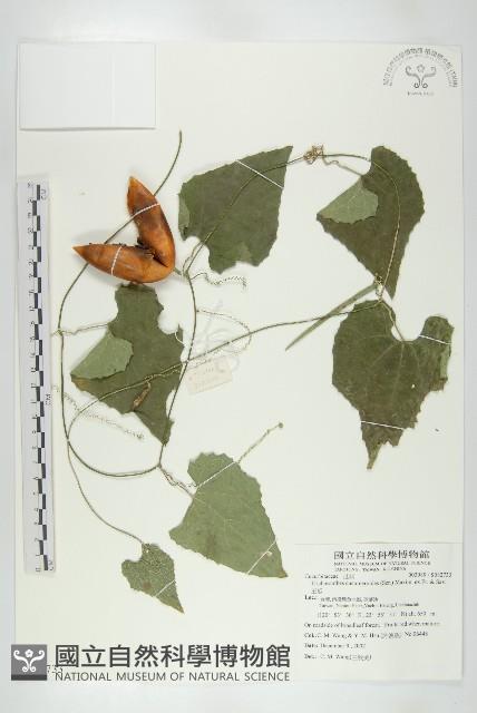 王瓜藏品圖，第1張