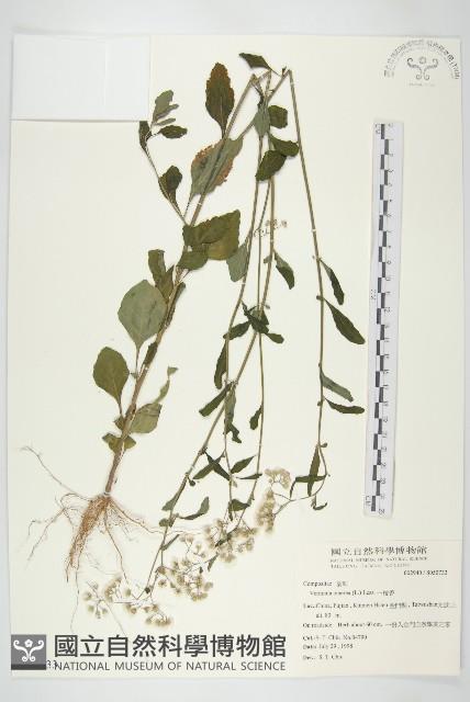 一枝香藏品圖，第1張