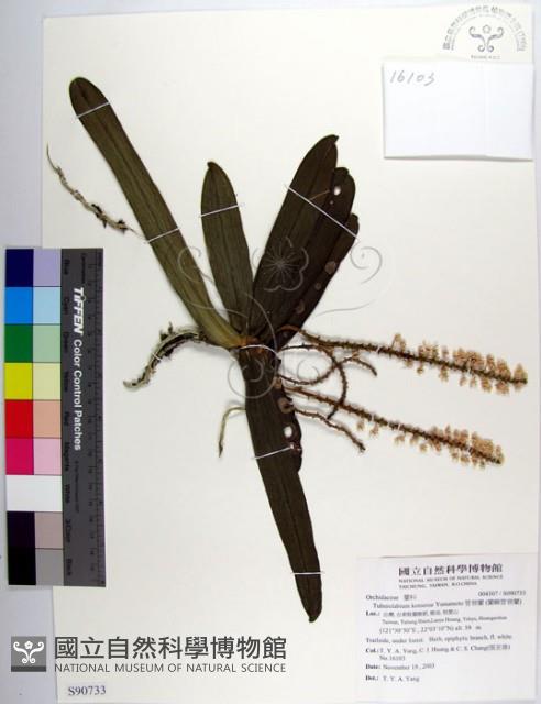 管唇蘭、蘭嶼管唇蘭、紅頭蘭藏品圖，第1張