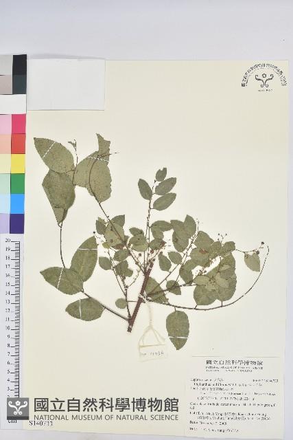 多花油柑、白仔藏品圖，第1張