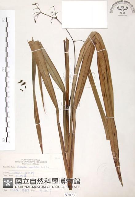 桔梗蘭藏品圖，第1張