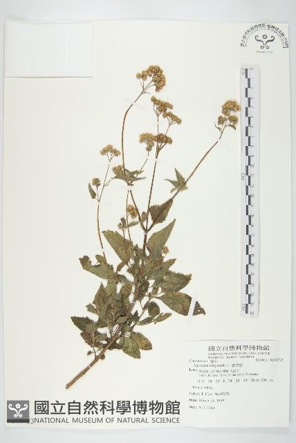 霍香薊藏品圖，第1張