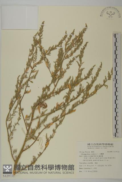 小葉藜藏品圖，第1張