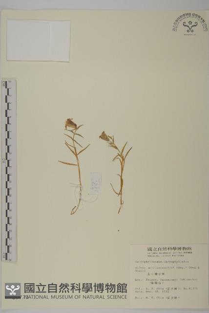 玉山蠅子草藏品圖，第1張