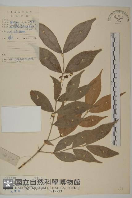 大丁黃藏品圖，第1張