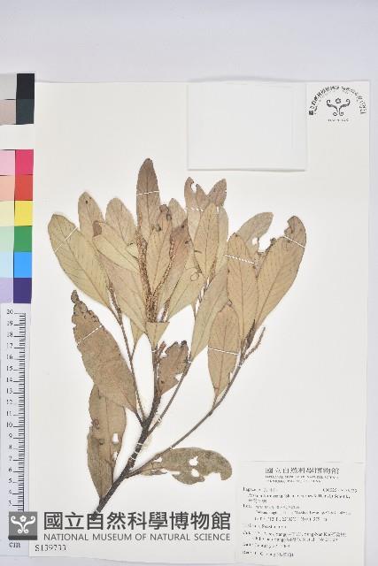 台灣石櫟藏品圖，第1張