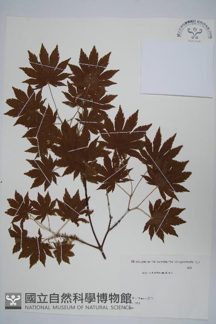 塞波德槭藏品圖，第1張