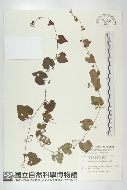 黑果馬交兒藏品圖，第1張