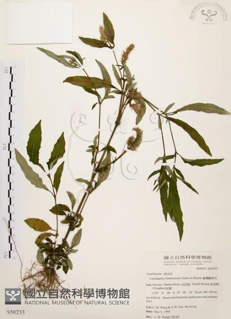 臺灣鱗球花藏品圖，第1張