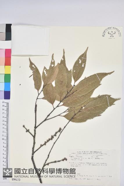 鋸葉長尾栲、白校欑藏品圖，第1張