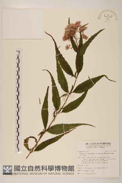 塔山澤蘭藏品圖，第1張