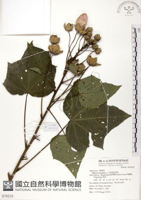 木芙蓉藏品圖，第1張