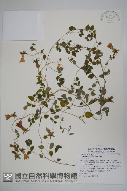 玉山山奶草藏品圖，第1張