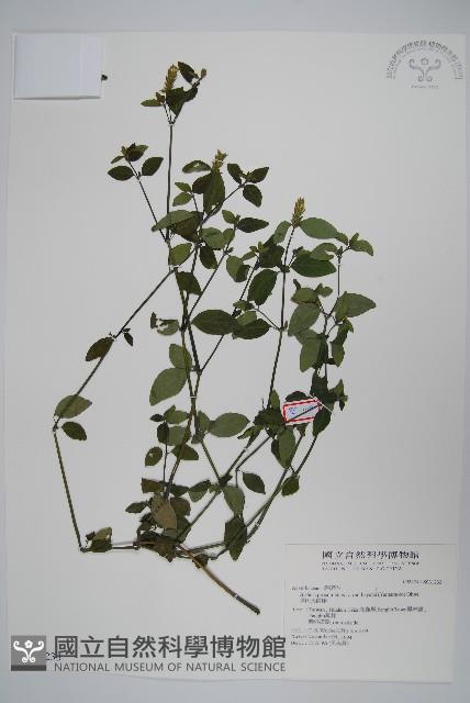 早田氏爵床藏品圖，第1張