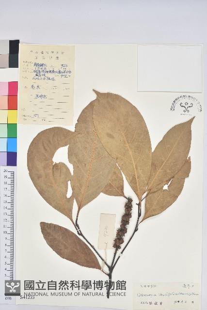 橿葉柯藏品圖，第1張