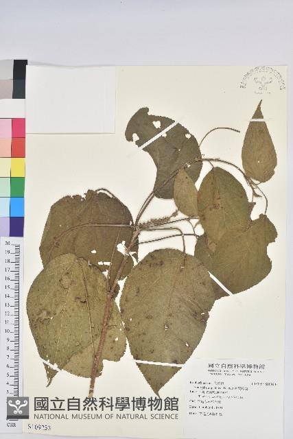 臺灣鐵莧藏品圖，第1張