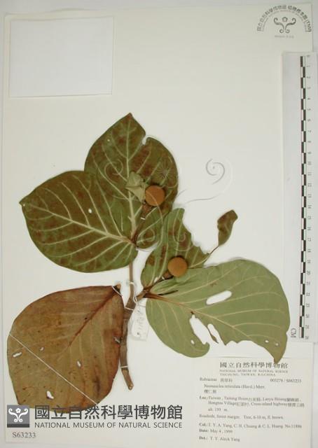 欖仁舅藏品圖，第1張