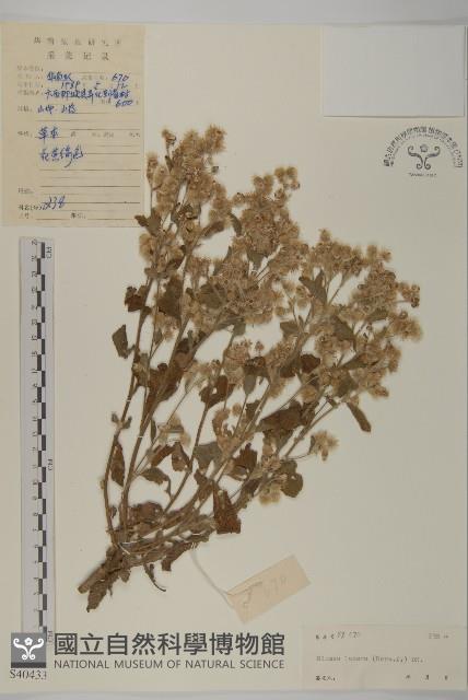 生毛將軍藏品圖，第1張