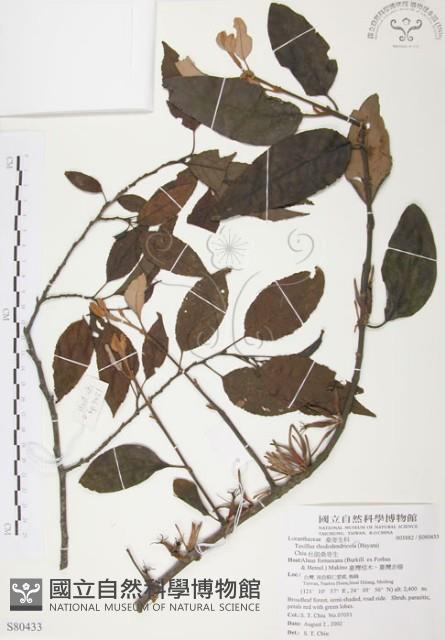 杜鵑桑寄生藏品圖，第1張